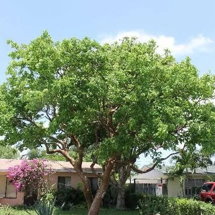 thumbnail for publication: Bursera simaruba: Gumbo Limbo